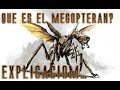 ¿Que es el Megopteran? EXPLICACIÓN COMPLETA.