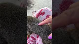 Another Manic Squirrel Monday