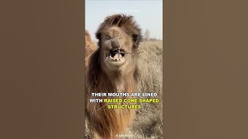 Thumbnail of How Can This Camel Eat Cactus?