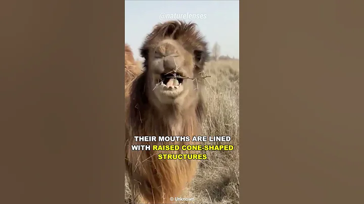 How Can This Camel Eat Cactus? - DayDayNews