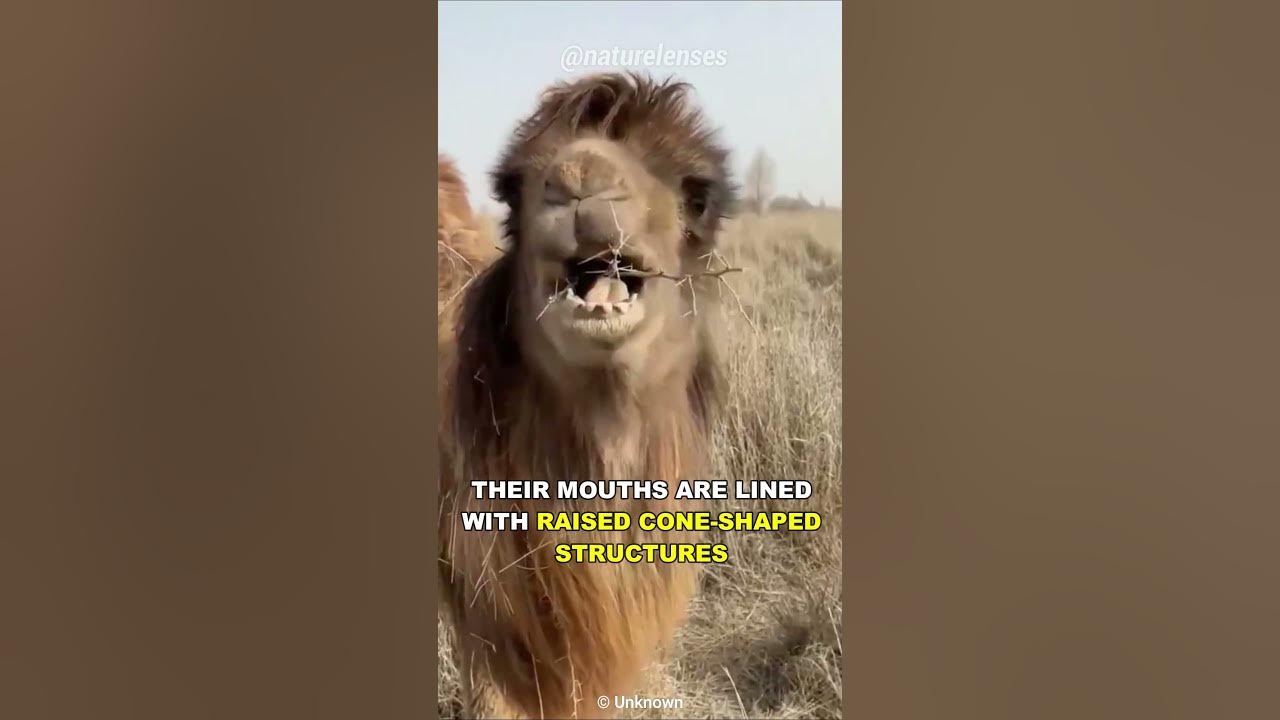 How Can This Camel Eat Cactus? How Can This Camel Eat Cactus?