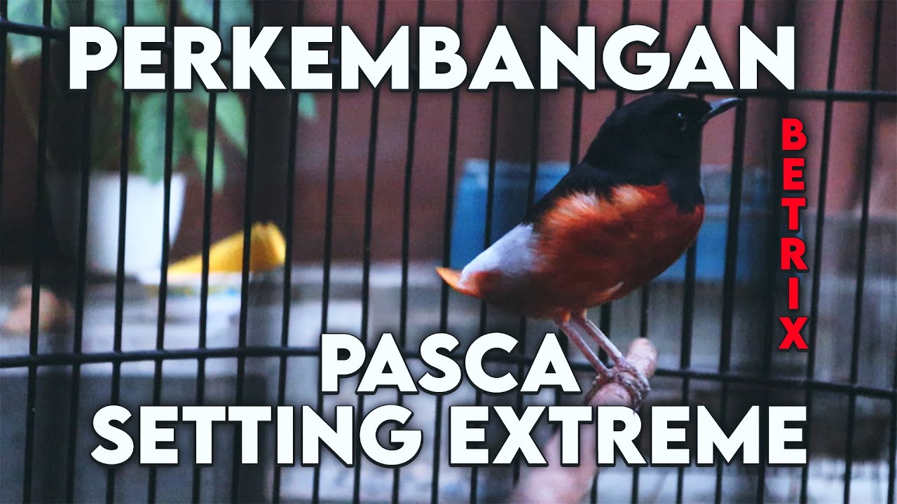 KONDISI PASCA SETTING CABUT BULU SI BETRIX