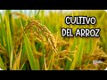 El Ciclo de Vida del ARROZ: ¡La Fascinante Historia de su Cultivo en el Delta del Ebro!