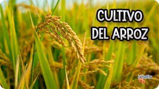 El Ciclo de Vida del ARROZ: ¡La Fascinante Historia de su Cultivo en el Delta del Ebro!