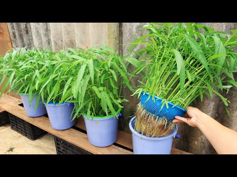 Baskets And Buckets - Super Easy Method Of Growing Hydroponic Vegetables At Home