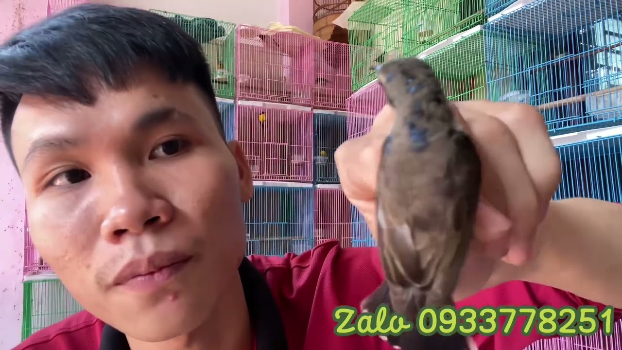 Cách Phân Biệt Hút Mật Họng Đen Chuyền Và 5 Màu Đơn Giản Nhất/Chim Hút Mật Các Loại Ngày 12/12/2022.