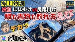 【海上釣堀】よくアタる！紀州でデカッ万能活きエビで鯛も青物も狙えるぞ