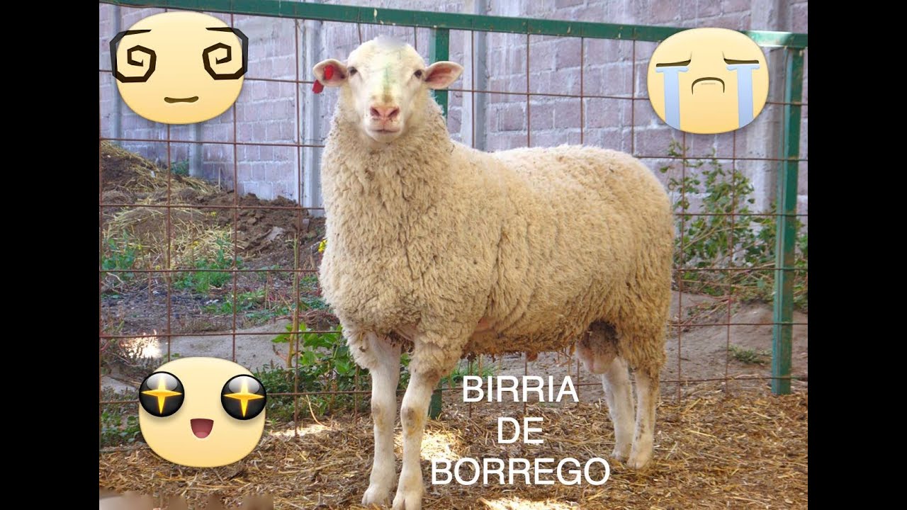 Total 54+ imagen borrego para birria