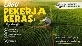 Lagu Pekerja Keras | Pop Acoustic yang Menemani Semangat Berjuang 🌾 | Cinematic Sawah DJI Mini 2 SE
