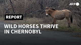 Wild horses flourish in Chernobyl 35 years after explosion | AFP