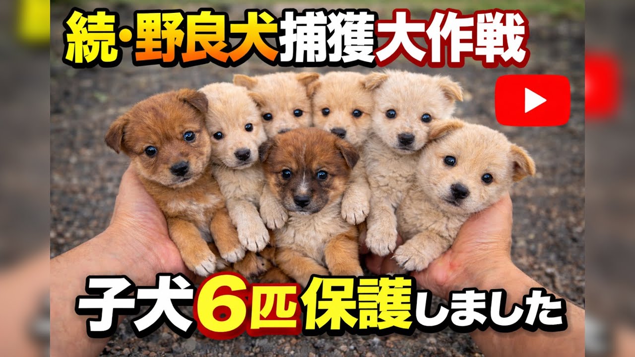 野良犬 Continued Stray Dog Capture Operation] We captured and rescued 6