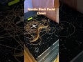 Follow to watch my journey😁🤘 #ballpython #ballpythonmorph #ballpythonbreeder #snake #reptiles