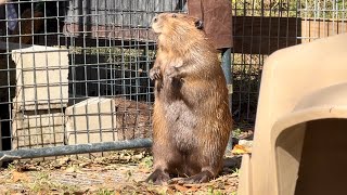 Vet visit for Sweet Stormy 
