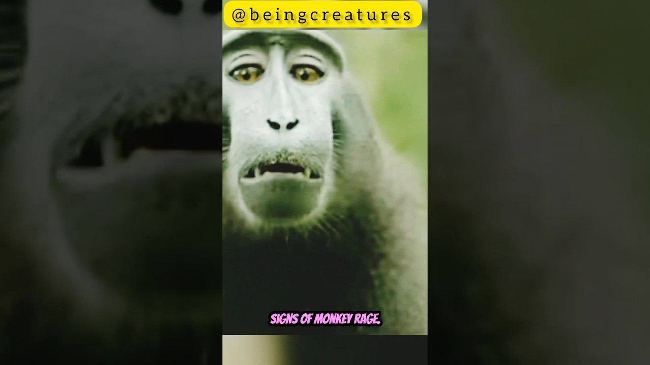 The Punk Rockers🐵