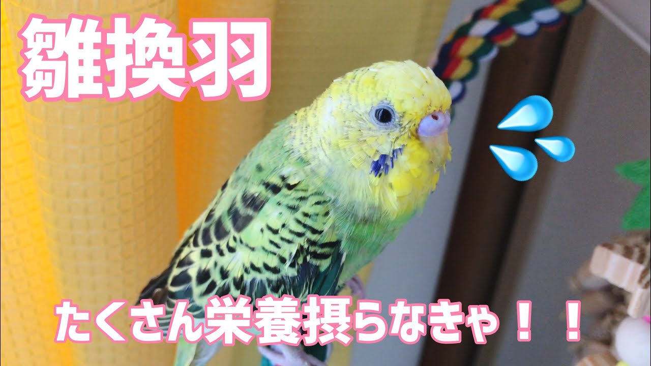 生後3ヶ月 ヒナ換羽がはじまりました 毎日たくさん羽が抜ける セキセイインコ Youtube