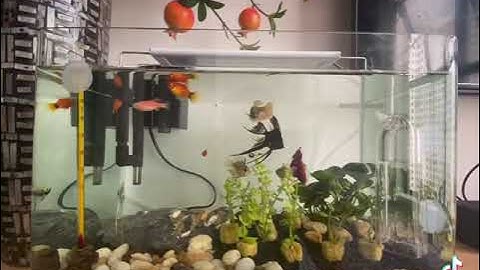 Phượng hoàng ngũ sắc, Beta Dumbo, thần tiên sống chung trong bể thuỷ sinh 35cm
