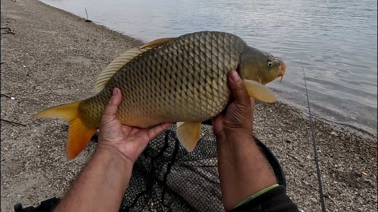 Dunai nagyon halas horgászat második felvonás.