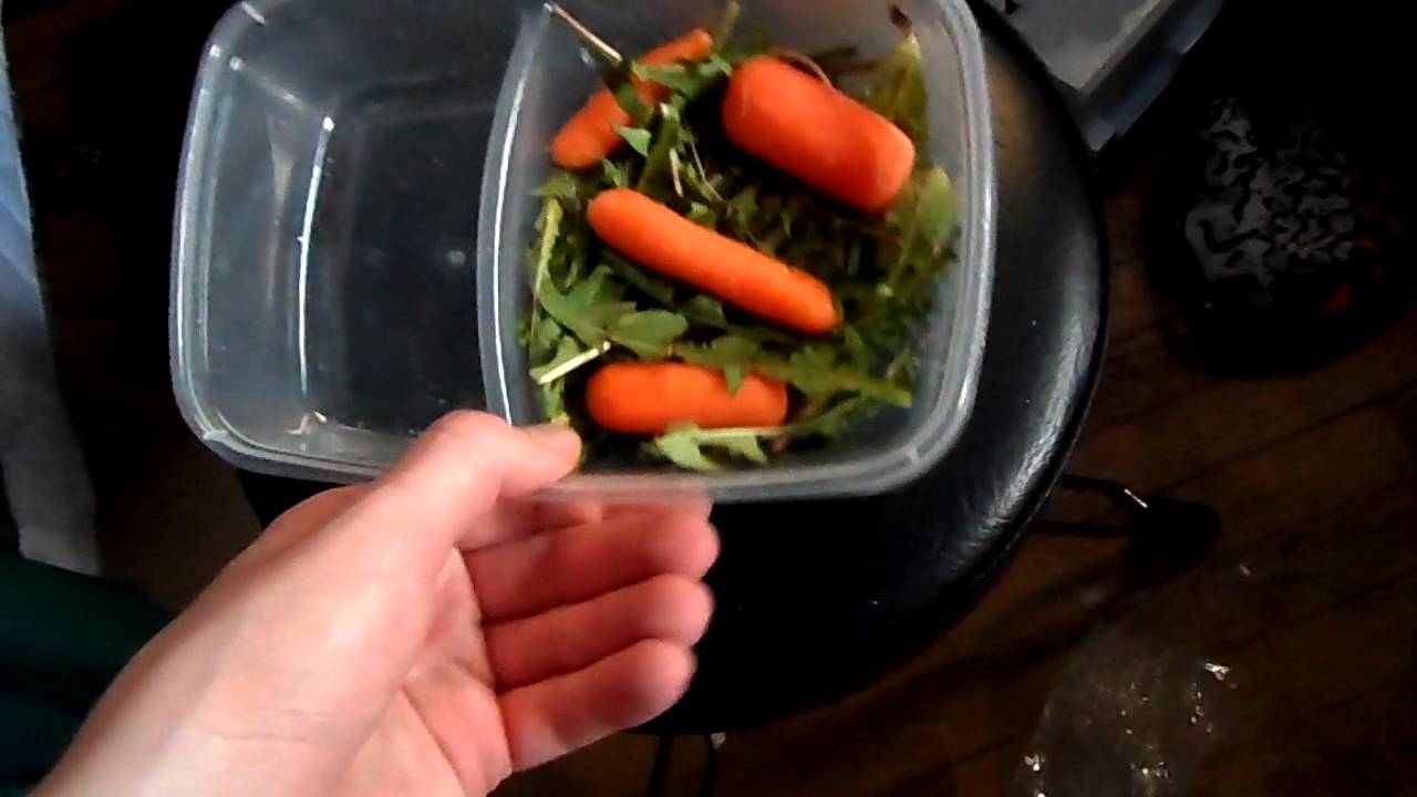 How to Care for Mealworms