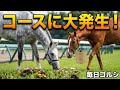ゴルシとオルフェが東京競馬場で見つけた小さな宝物
