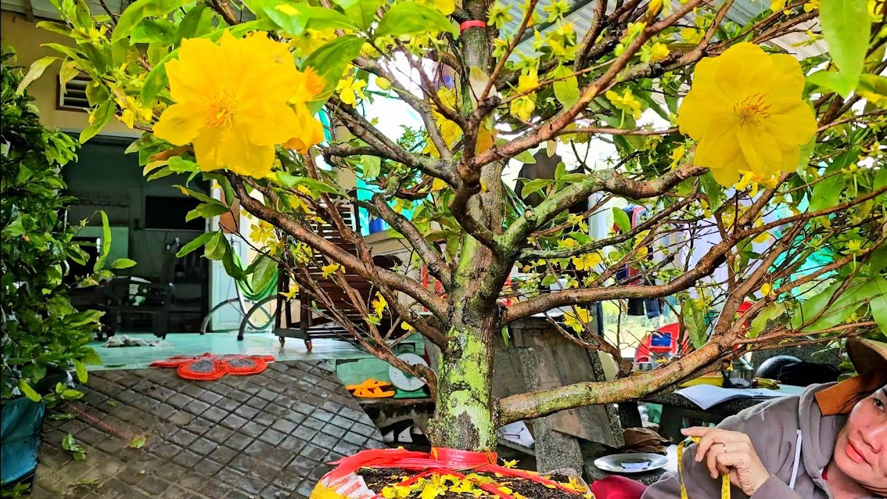 Thi 📲 0336966537 Giá siêu rẻ! Mai giảo Thủ Đức 26/2 Bến Tre (@Mai vàng Quê dừa)