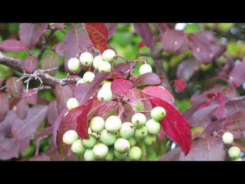 Video: Black Viburnum