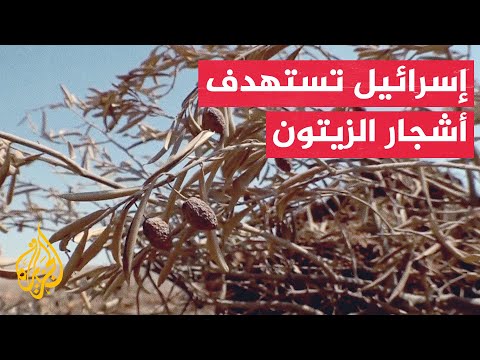 تزايد وتيرة استهداف الاحتلال الإسرائيلي لمحاصيل الزيتون بالضفة الغربية