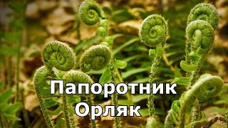 Папоротник орляк/Сбор папоротника