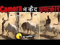 कॅमेरे में CAPTURE हो गया वर्ना कोई यकीन नहीं करता Unbelievable Things Humans Were Able To Do