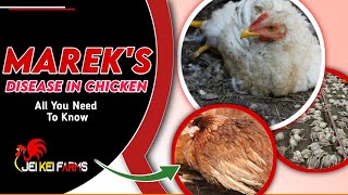 Marek's Disease Of Chickens.Symptoms, Prevention And Treatment. (Paralysis)