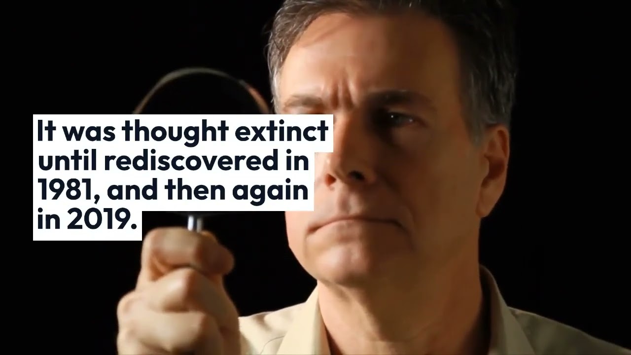 6 facts about the history of Bees Part 1