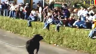 Funny Bullfighting Festival -Crazy Bull Fails|Best Funny Videos