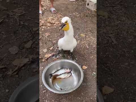 Amazing Gannet | A Bird That Eats Fish a Lot and Fast! #shorts #birds #fish