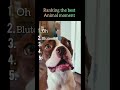 Ranking the best animals moment #trending #vecna #shorts #viral #ranking #honda125 #dublagem