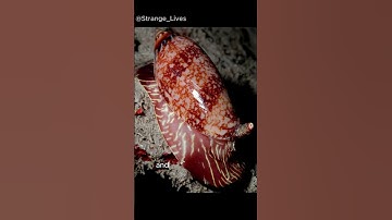 Tiny but Deadly: The Cone Snail! 🐚☠️