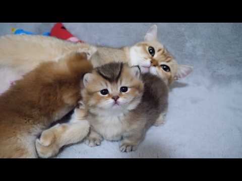 Cute kitten so fluffy that Mom Cat uses it as a pillow…