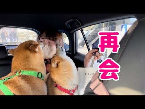 駅で出待ちをしていたらママを見つけた瞬間何年振りかのようなお出迎えで大興奮な柴犬が可愛い