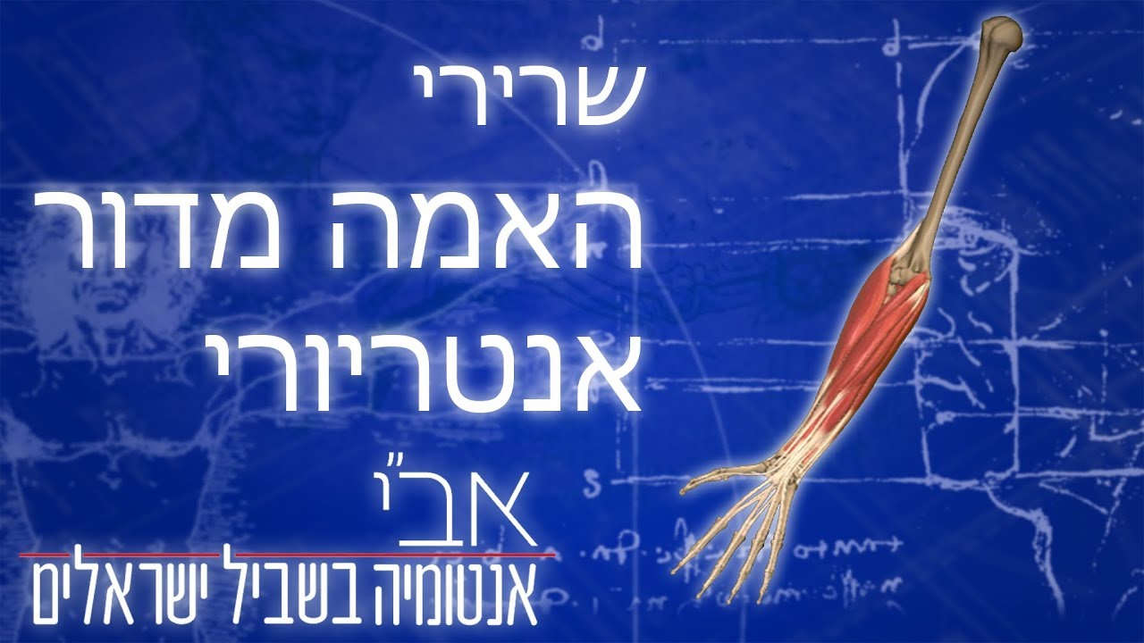 השרירים הקדמיים של האמה - YouTube