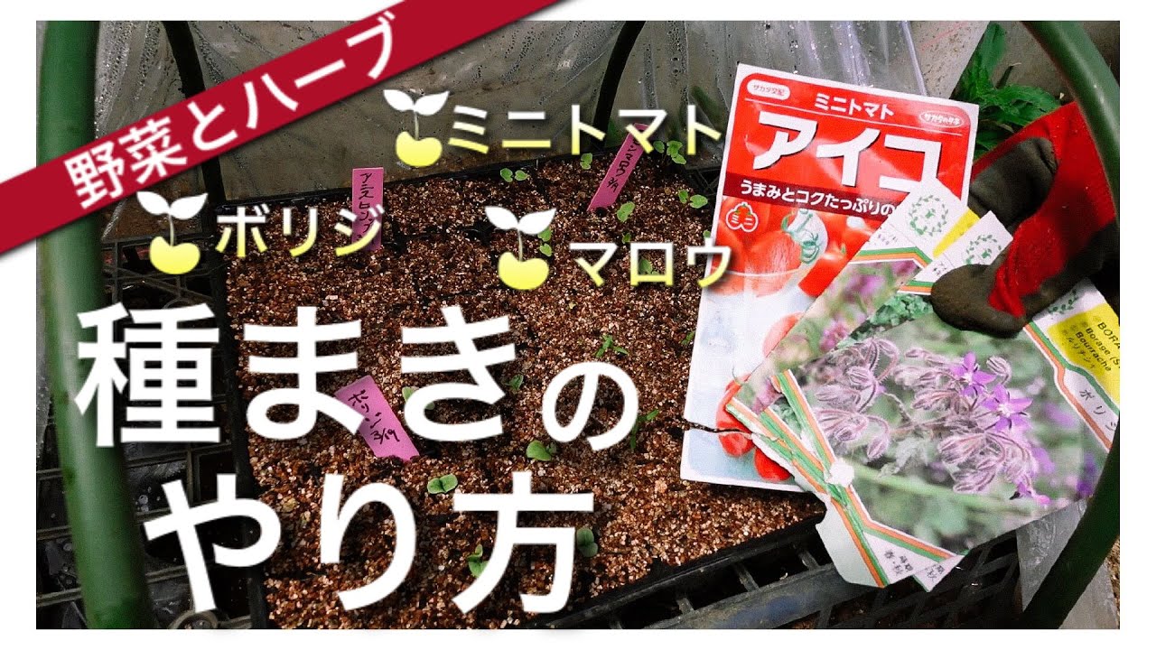 野菜とハーブ/種まきのやり方】ミニトマト、マロウ、ボリジ、アニス
