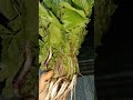 #youtubeshorts #viralvideo #radishleaves