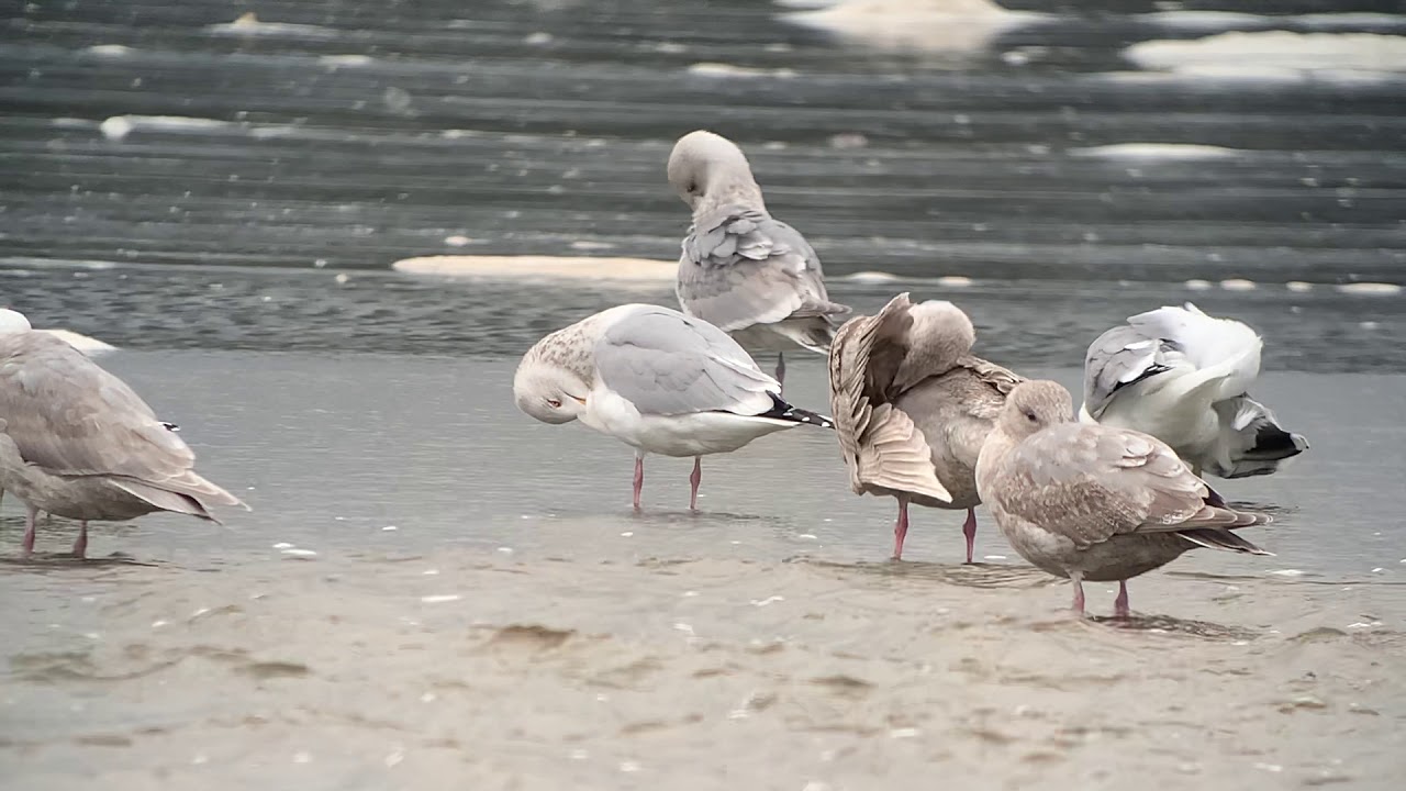 Gulls. Comber's Beach, Vancouver Island, BC. 6 March 2021.