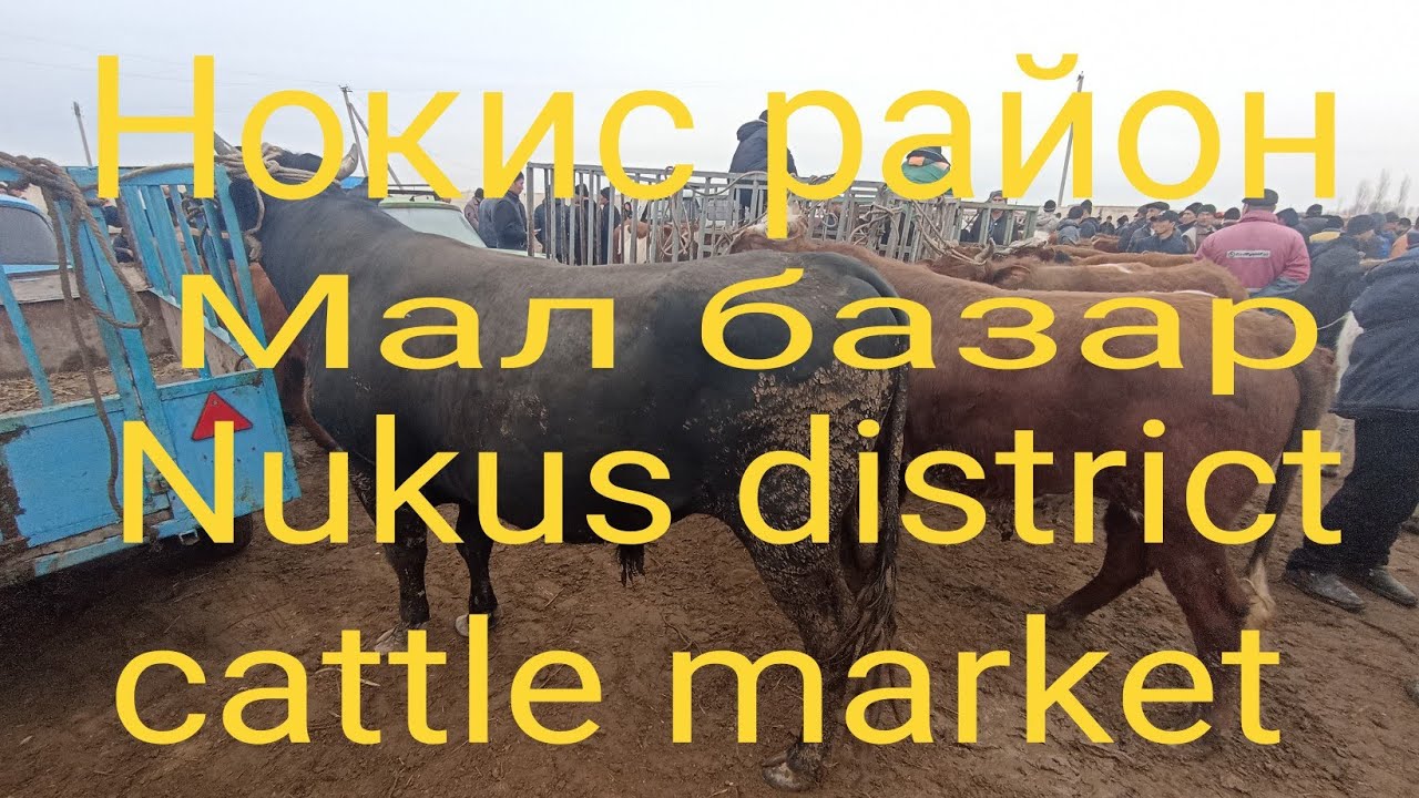 Нокис машин базар Нокис машин базар