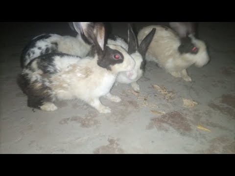 Calling Rabbit For Caughting Them Day 1 | Rabbit Life at Home - YouTube