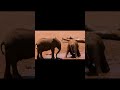 Two baby elephants playing in mud water  naturelax