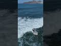 Sup Longboard perfect 10. #shorts