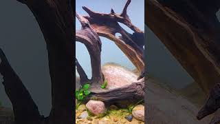 Aquarium Plants: The HIDDEN Benefits