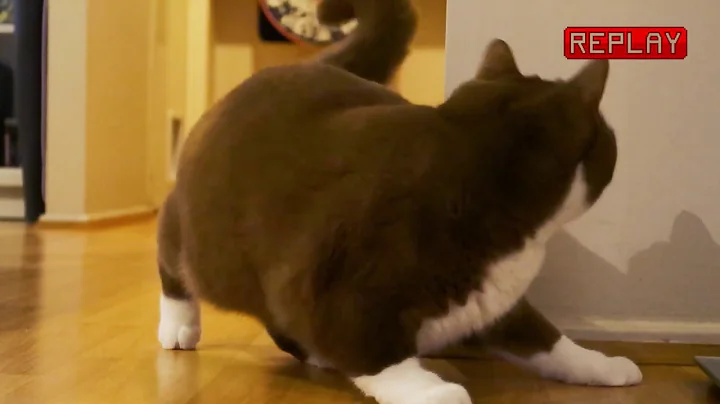 Watch the video about Cinnamon Bicolour British Shorthair Cat Hunting a Feather Toy