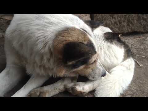 MUITE SIMBA Jasiri TheBestEver 