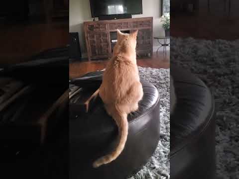 My Sister's Cat on Memorial Day