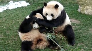 【声もかわいい❤】ゆずれない！🐼桜浜&桃浜☆竹争奪戦♪【ふたごパンダ】Giant panda -Ouhin&Touhin-☆My bamboo~!!