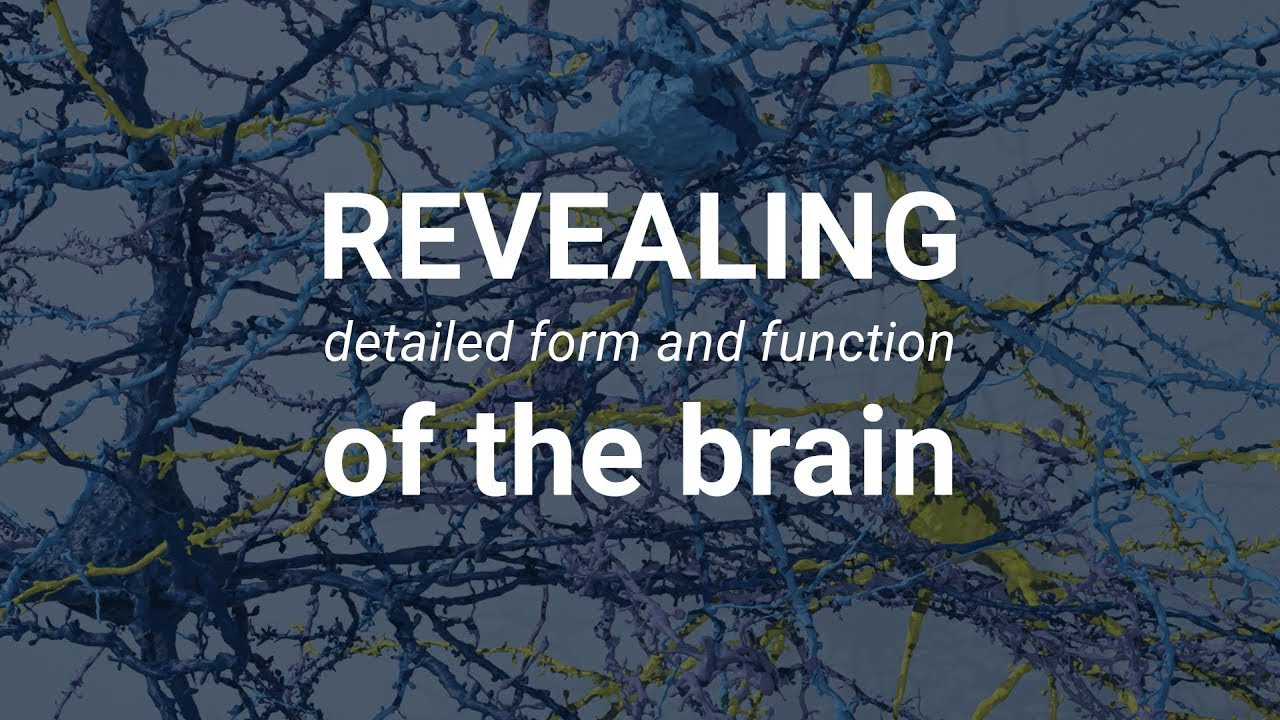 The 5 Eras of Brain Development: From Birth to Age 83+